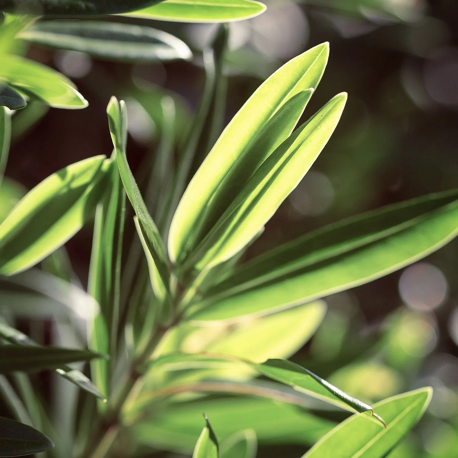 Tea Tree Essential Oil (N° 109)